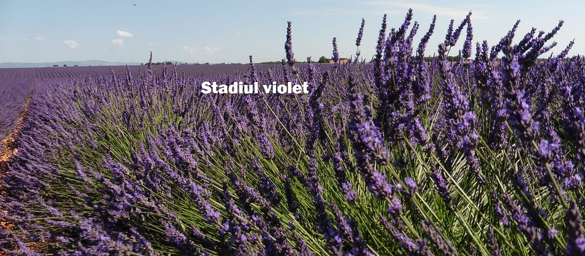 Stadiul violet