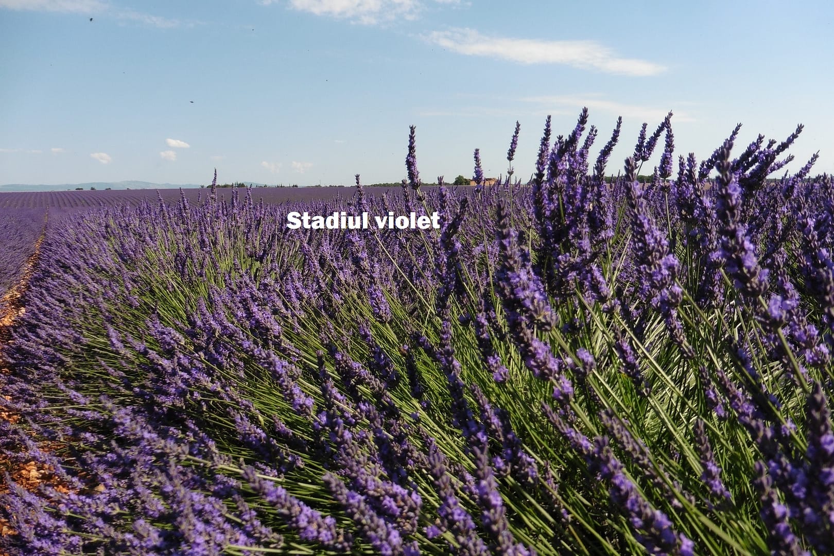 Stadiul violet