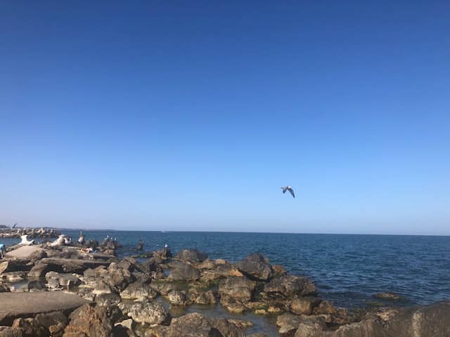 Mare